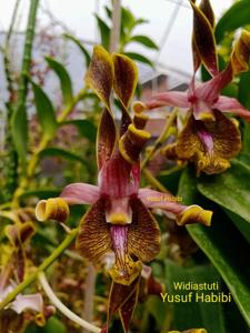 Dendrobium Widiastuti