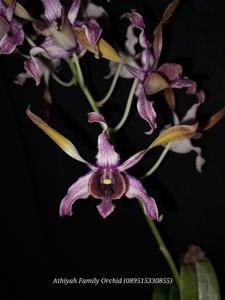 Dendrobium Alifiandra