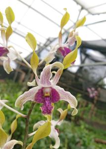 Dendrobium Alifiandra