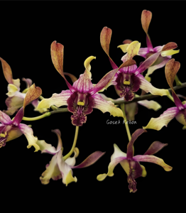 Dendrobium Alifiandra