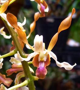 Dendrobium HBO Golden Twist