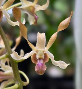 Dendrobium HBO Golden Twist