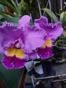 Rhyncholaeliocattleya Jutima Pink Sensation