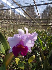 Rhyncholaeliocattleya Jutima Pink Sensation