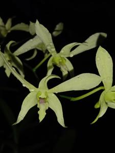 Dendrobium Rusah Kepo