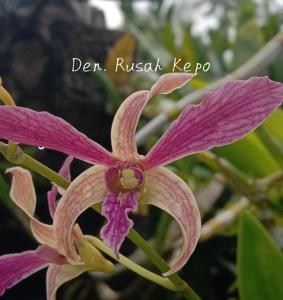 Dendrobium Rusah Kepo