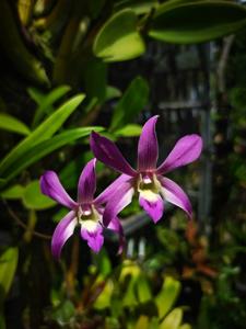 Dendrobium Rini