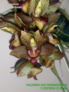 <i>Catasetum</i> Cleumar Prado