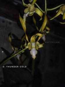 Dendrobium Thunder Gold