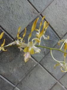 Dendrobium Thunder Gold