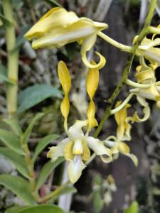 Dendrobium Thunder Gold