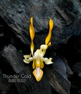 Dendrobium Thunder Gold