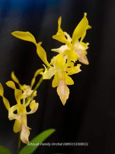 Dendrobium Thunder Gold