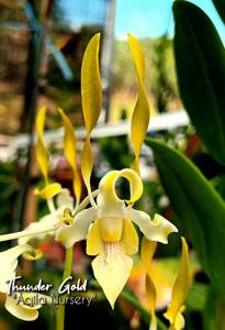 Dendrobium Thunder Gold