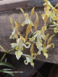 Dendrobium Thunder Gold