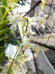 Dendrobium Thunder Gold