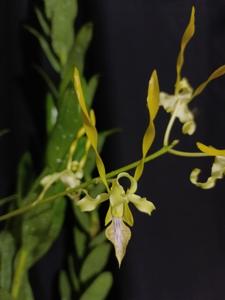 Dendrobium Thunder Gold