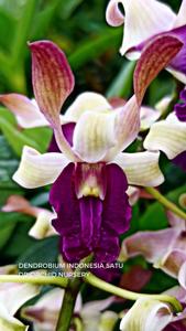 Dendrobium Indonesia Satu