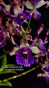 Dendrobium Circle of Fire