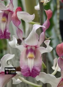 Dendrobium Toba Beauty