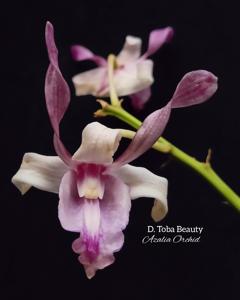 Dendrobium Toba Beauty