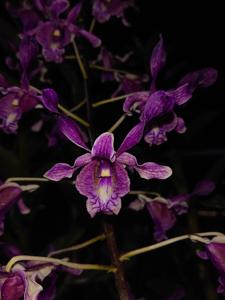Dendrobium Mulawarman