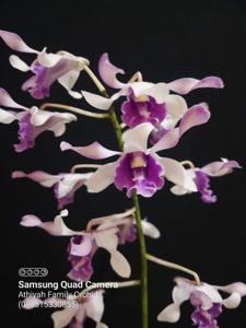 Dendrobium Songgo Langit