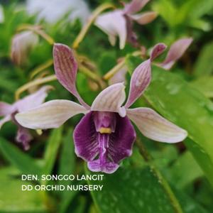 Dendrobium Songgo Langit