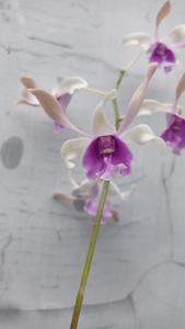 Dendrobium Songgo Langit