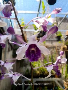 Dendrobium Songgo Langit