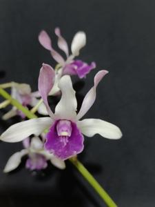 Dendrobium Songgo Langit