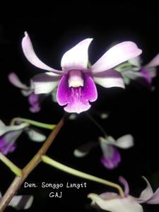 Dendrobium Songgo Langit