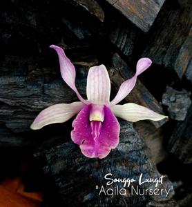 Dendrobium Songgo Langit