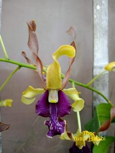 Dendrobium Thor