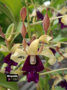 Dendrobium Thor