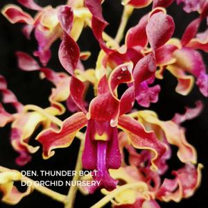 Dendrobium Thunder Bolt