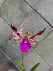 Dendrobium Thunder Bolt