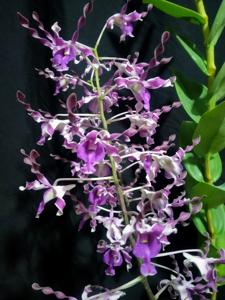 Dendrobium Jaya Wijaya