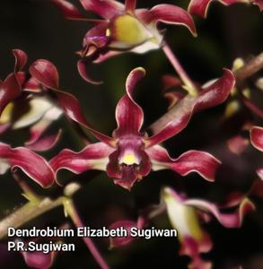 Dendrobium Elizabeth Sugiwan