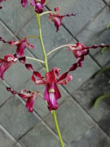 Dendrobium Naga Api