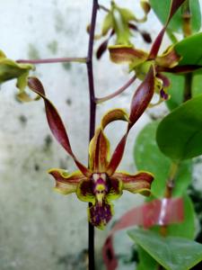 Dendrobium Naga Api