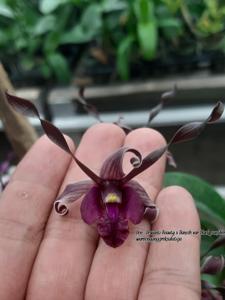 Dendrobium Naga Api