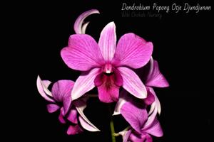 Dendrobium Popong Otje Djundjunan