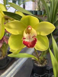 Cymbidium Fareguard's Booty