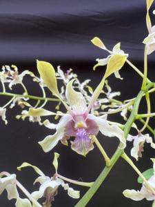 Dendrobium HBO Lanny Indrati