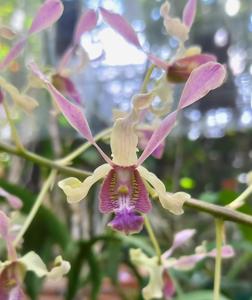 Dendrobium HBO Lanny Indrati