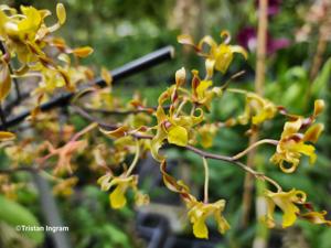 Dendrobium QF Magic Kaila