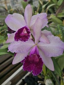 Cattleya Jessica Lie