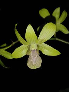 Dendrobium Gucialit Green Tea