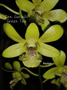 Dendrobium Gucialit Green Tea